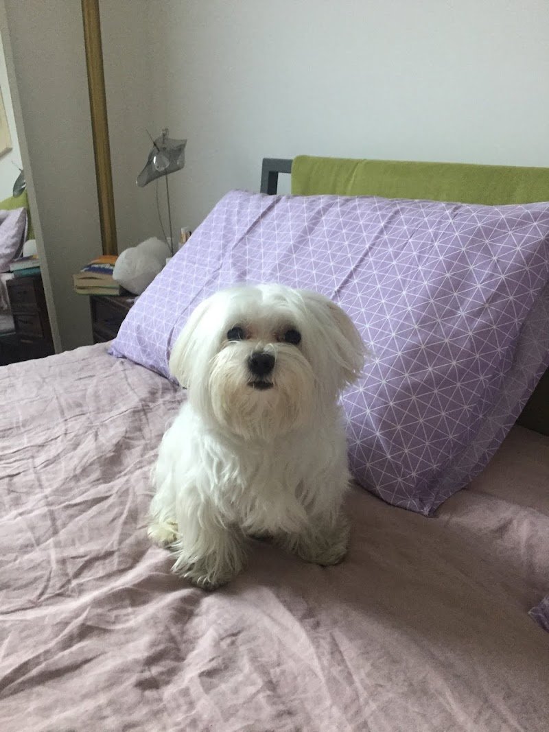 Polly Pet Shop - Toelettatura e SPA - Foto 4