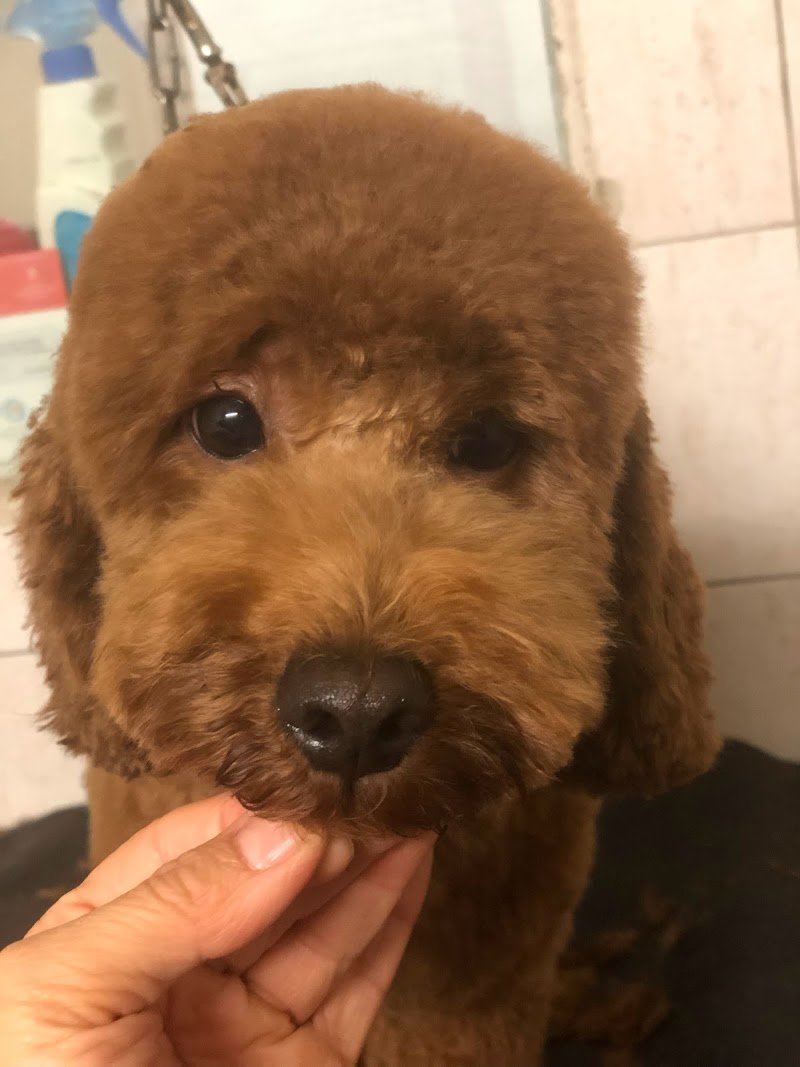 Polly Pet Shop - Toelettatura e SPA - Foto 5