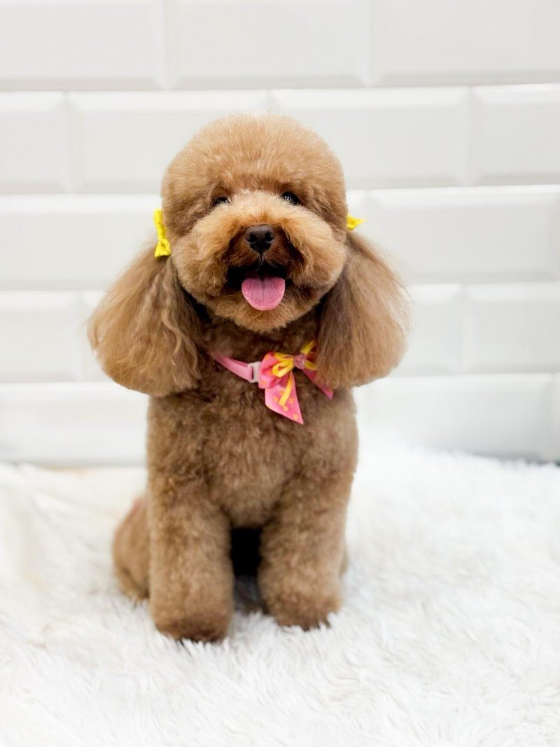 PopDog Toelettatura di Francesca Foglia e Martina Ginestra - Foto 1