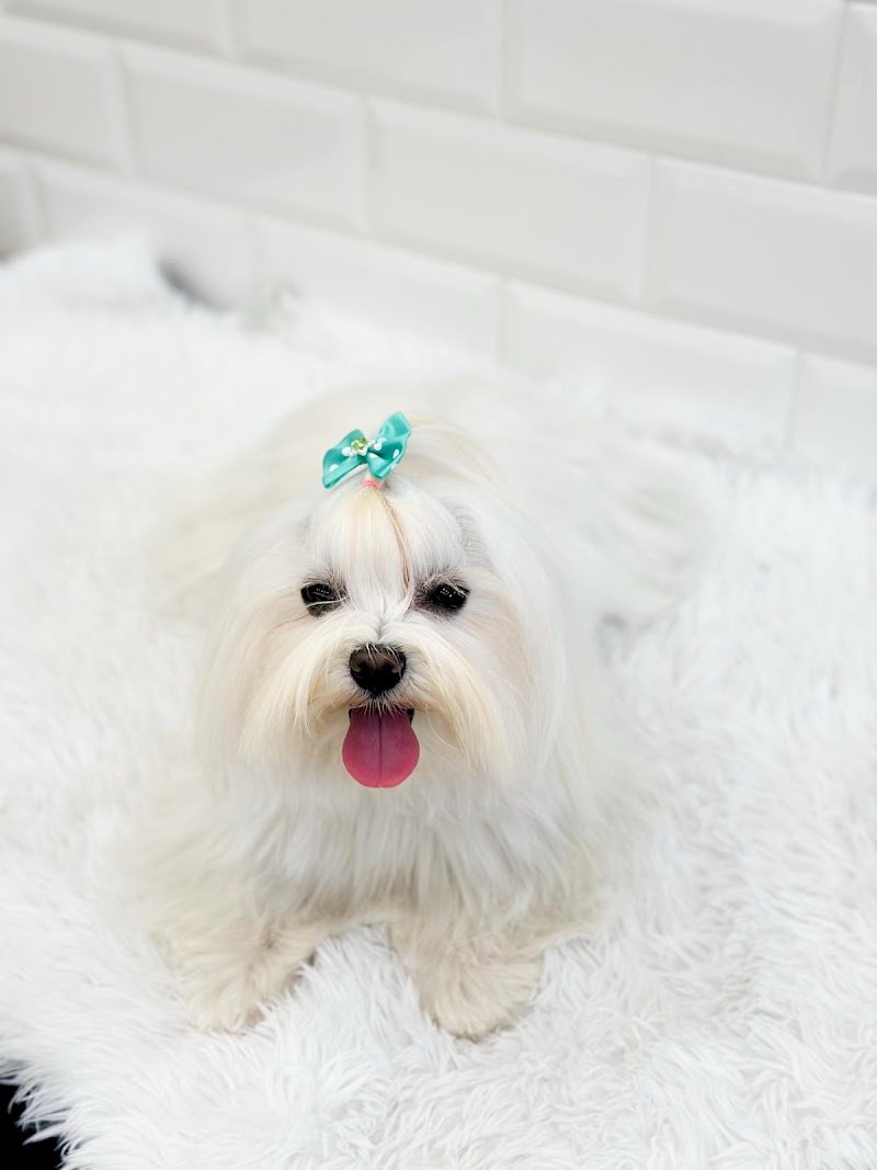 PopDog Toelettatura di Francesca Foglia e Martina Ginestra - Foto 2