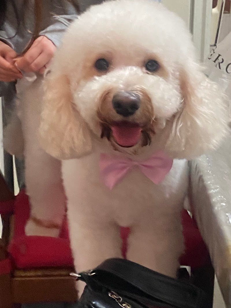 PopDog Toelettatura di Francesca Foglia e Martina Ginestra - Foto 5