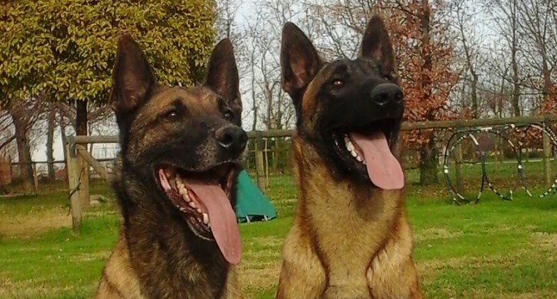 Postumia Animal Services - Foto 3