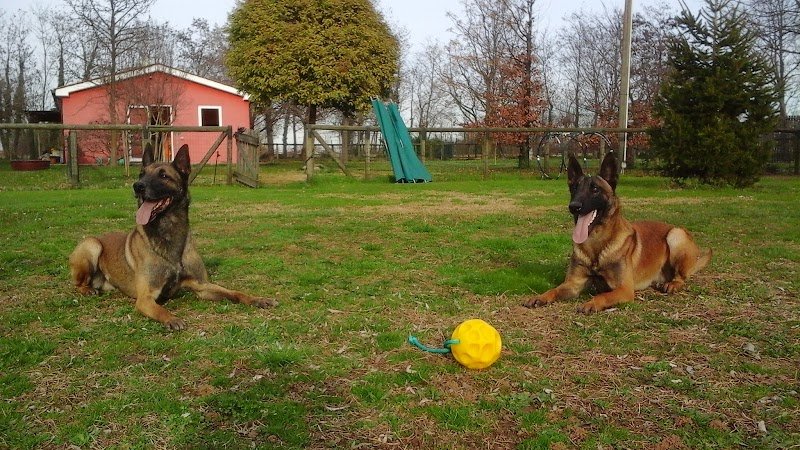 Postumia Animal Services - Foto 4