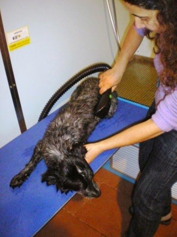 Progetto Cane Pet Shop Taranto - Foto 2