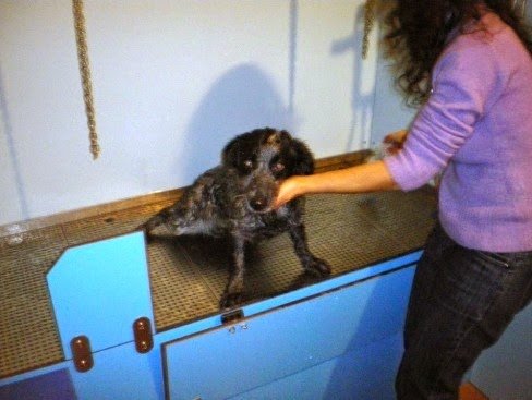 Progetto Cane Pet Shop Taranto - Foto 4