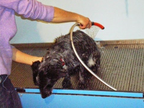 Progetto Cane Pet Shop Taranto - Foto 6