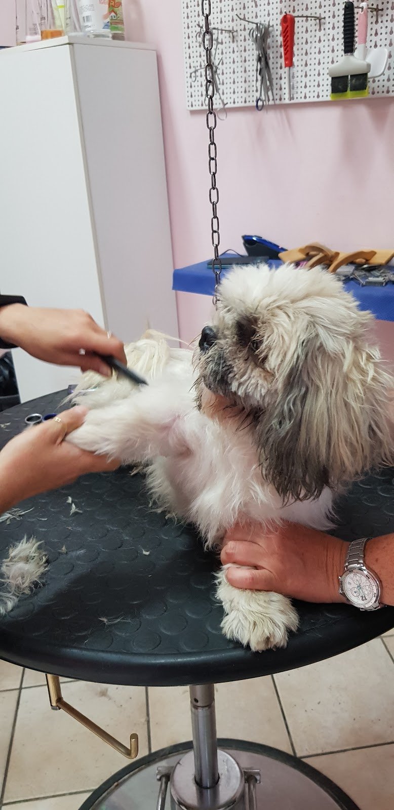 Puliti & Felici - Foto 1