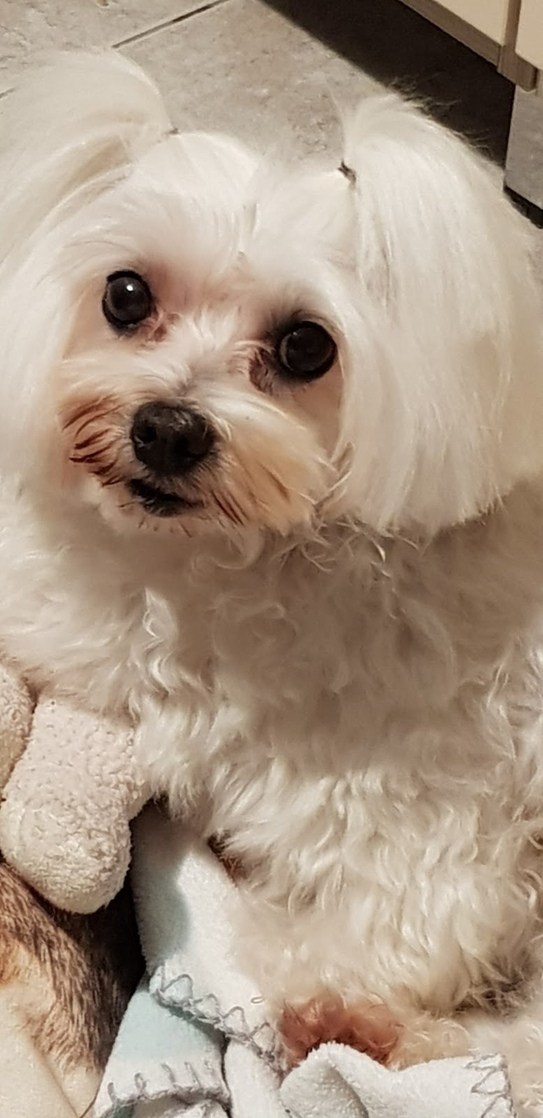 Puliti & Felici - Foto 2