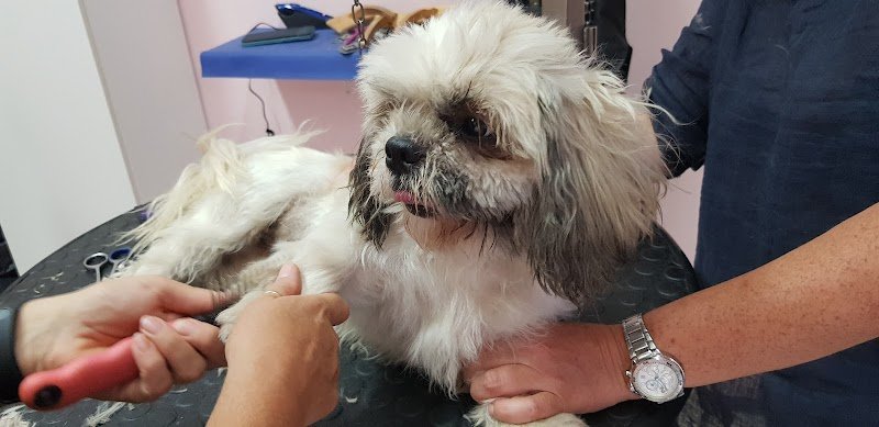 Puliti & Felici - Foto 4