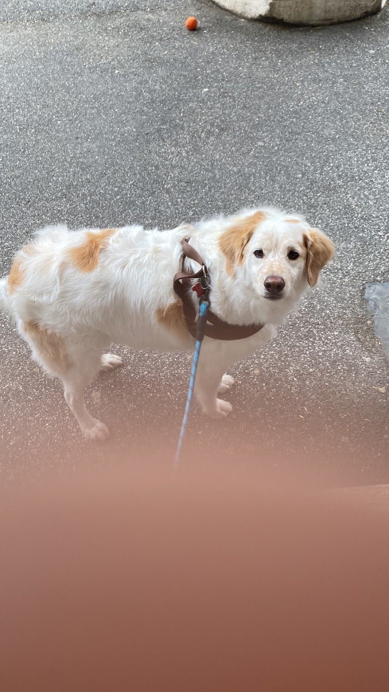 Puliti & Felici - Foto 5