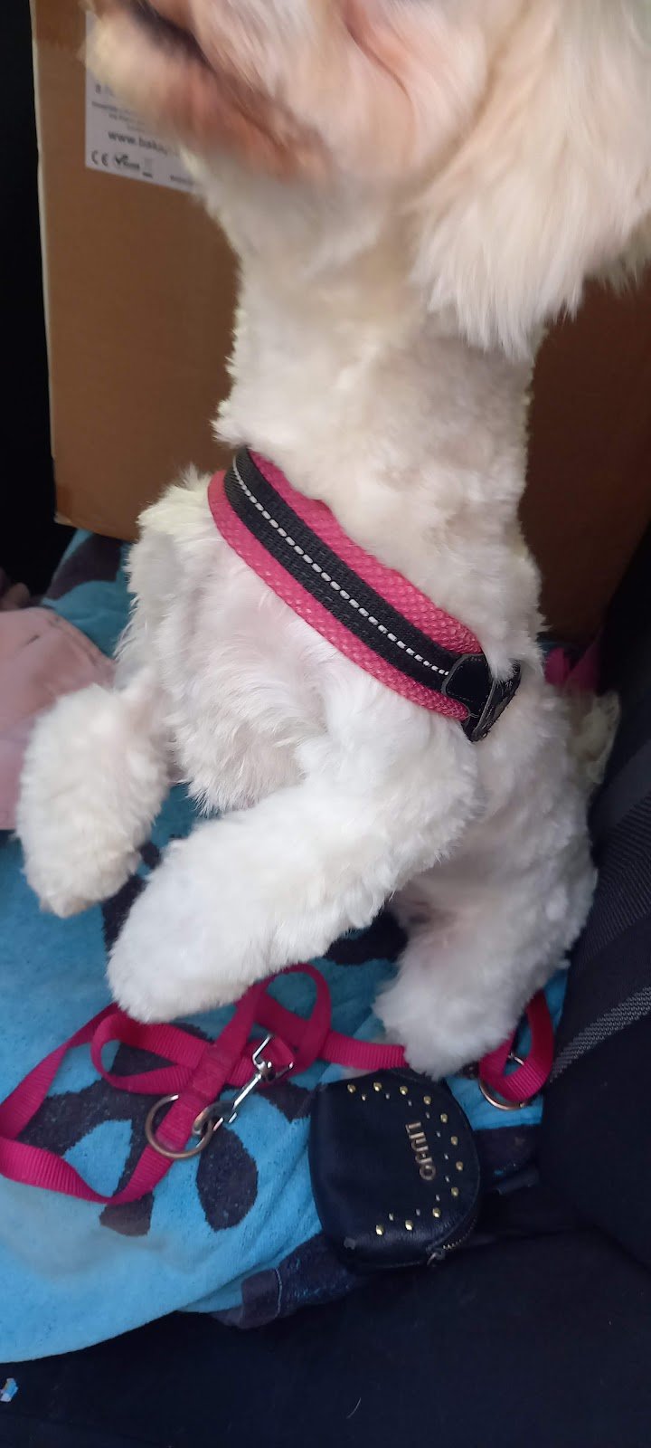 Puppy Love Pet Shop & Toelettatura - Foto 3