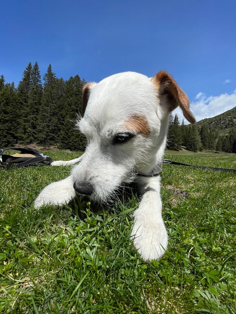 Puppy Love Pet Shop & Toelettatura - Foto 4