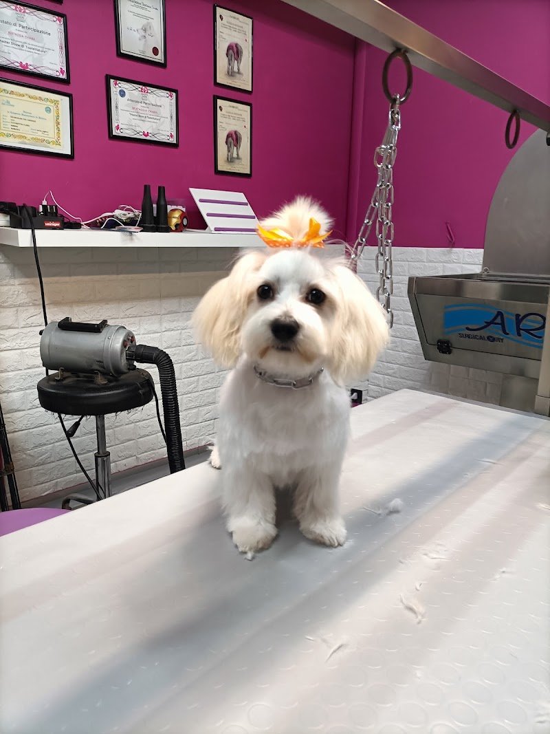 Puppy Love Pet Shop & Toelettatura - Foto 5