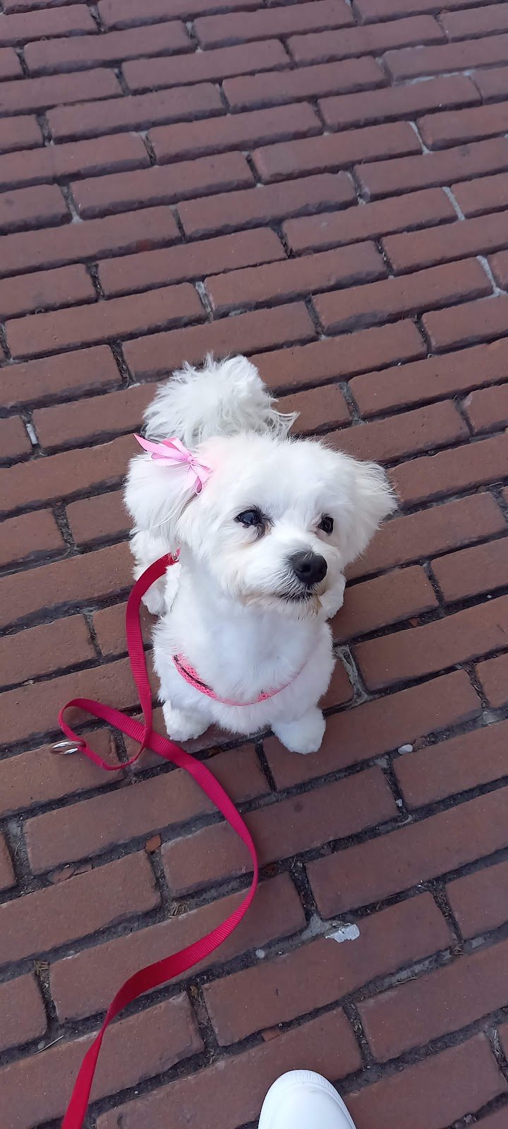 Puppy Love Pet Shop & Toelettatura - Foto 6