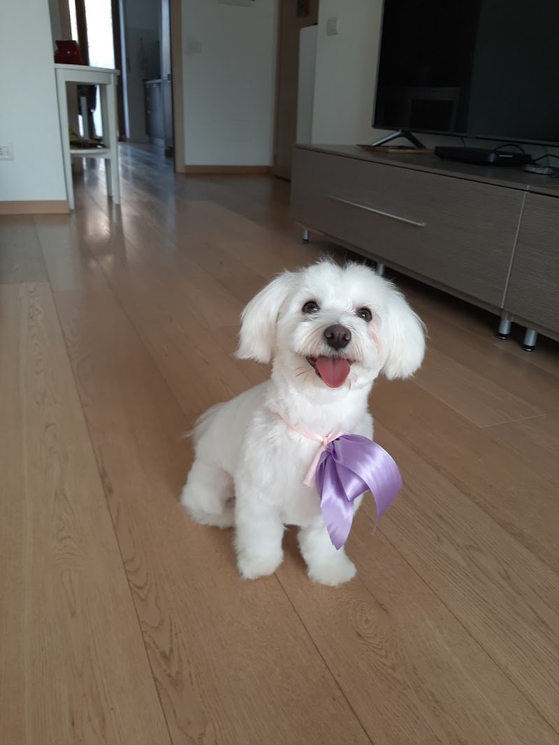 Pussycat - Dog Pet Stylist Di Lepera Maria Teresa - Foto 1