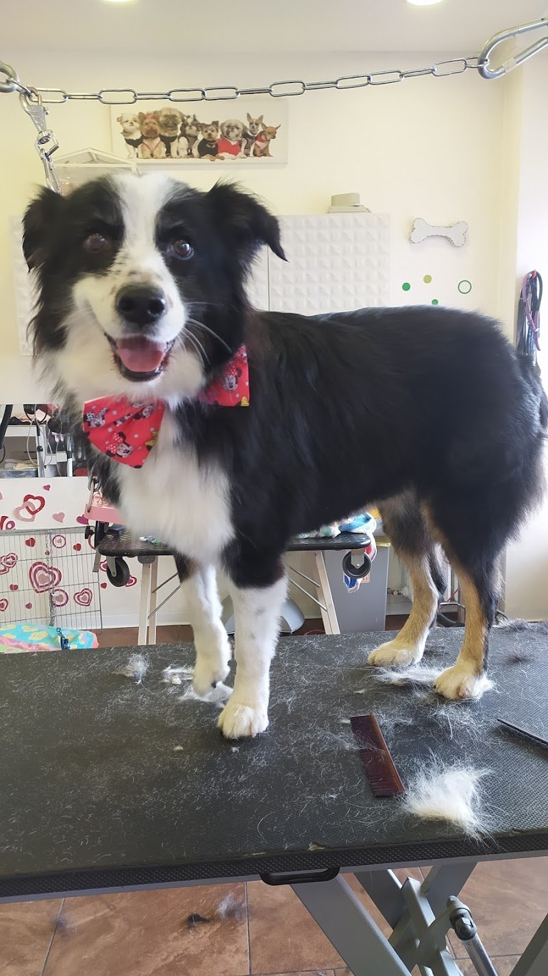 Pussycat - Dog Pet Stylist Di Lepera Maria Teresa - Foto 2