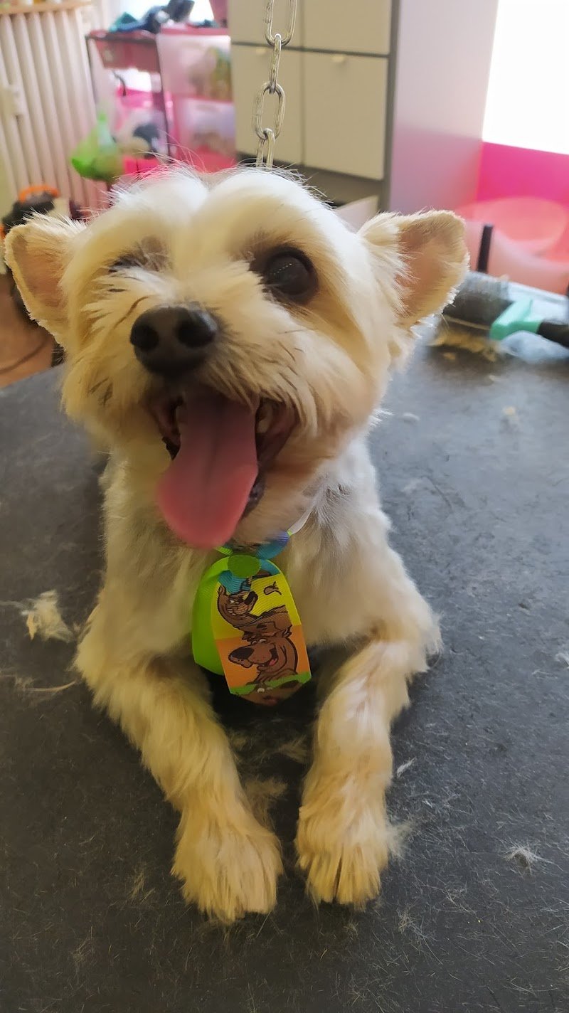 Pussycat - Dog Pet Stylist Di Lepera Maria Teresa - Foto 3