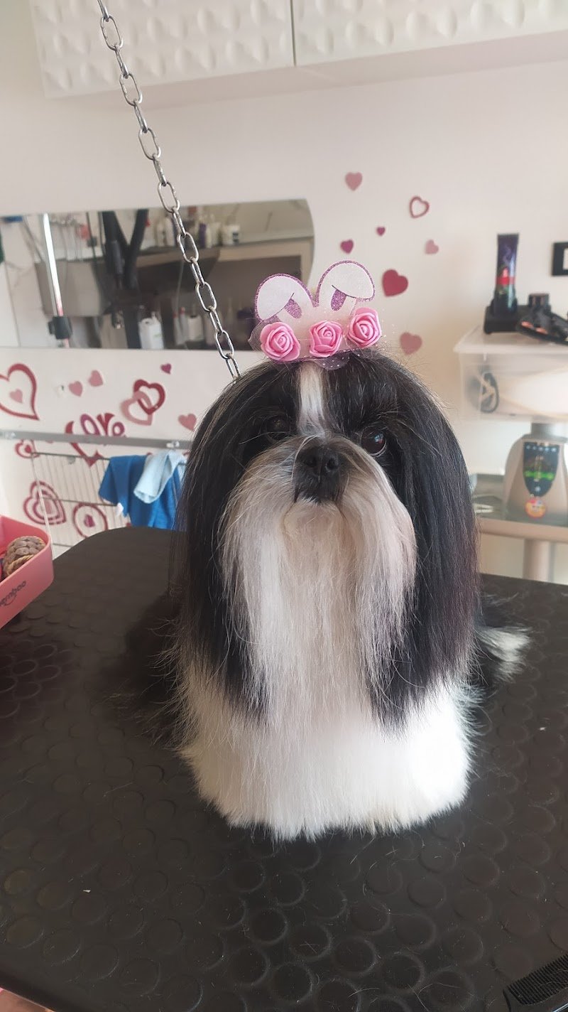 Pussycat - Dog Pet Stylist Di Lepera Maria Teresa - Foto 4