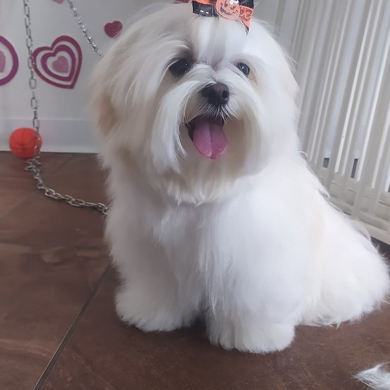 Pussycat - Dog Pet Stylist Di Lepera Maria Teresa - Foto 5