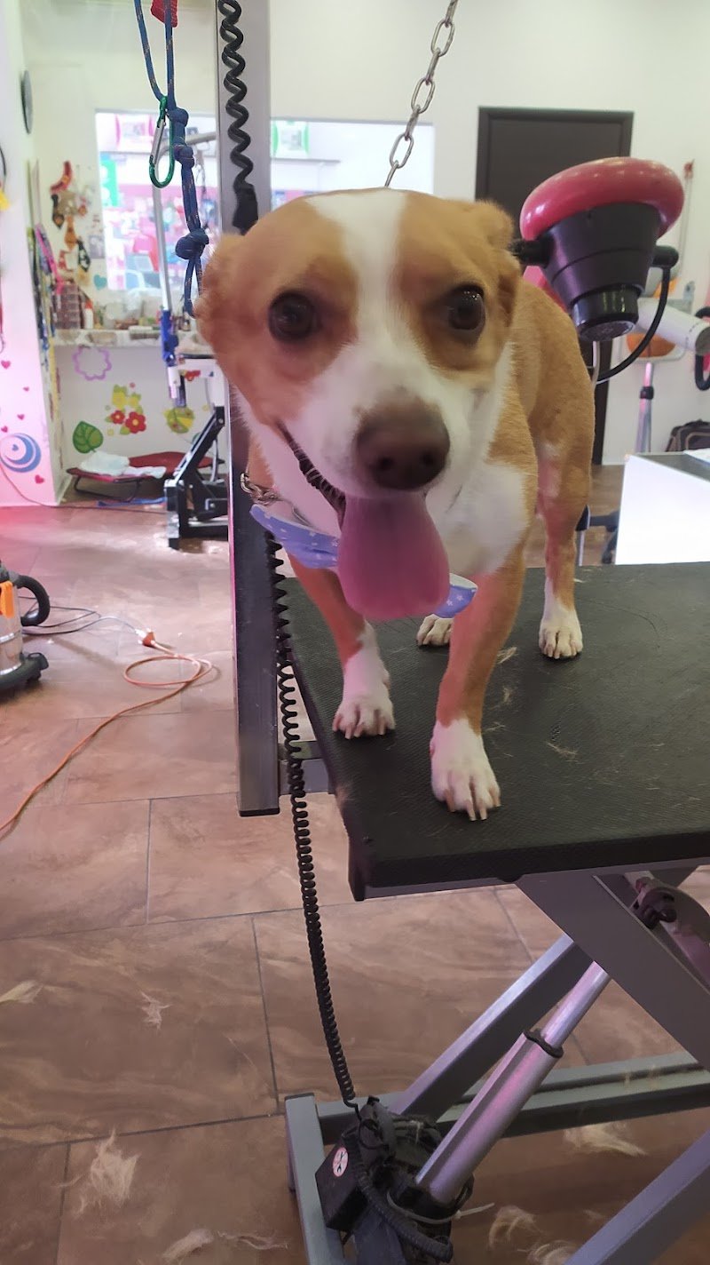 Pussycat - Dog Pet Stylist Di Lepera Maria Teresa - Foto 6