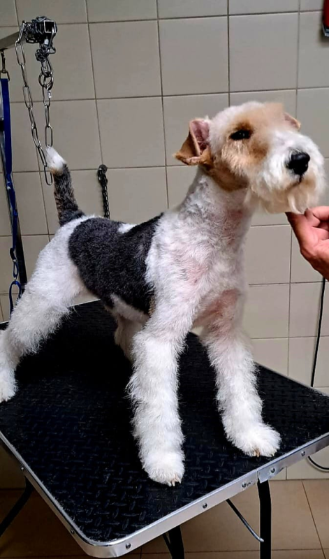 Qua La Zampa - Foto 1