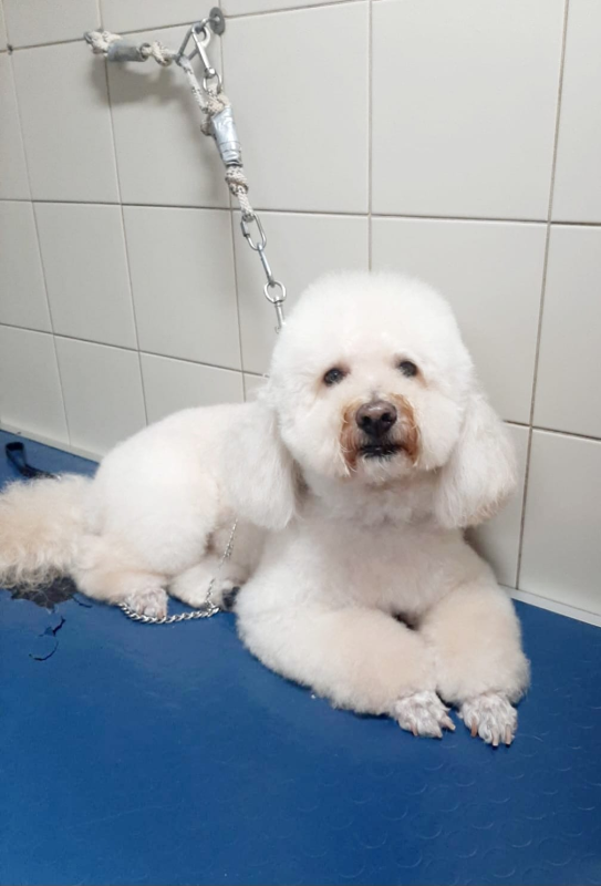 Qua La Zampa - Foto 2