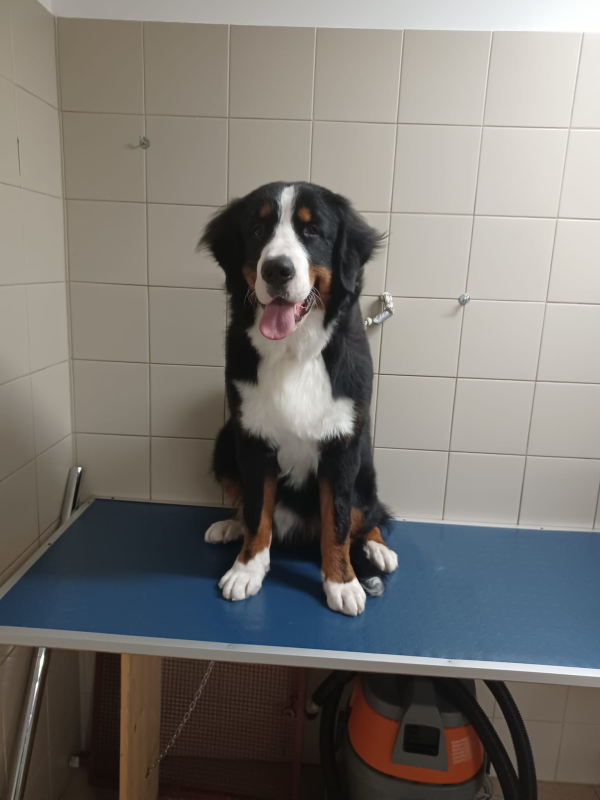 Qua La Zampa - Foto 3