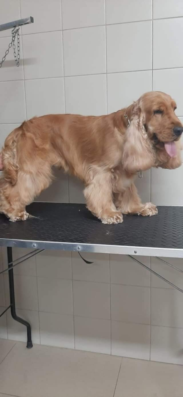 Qua La Zampa - Foto 5