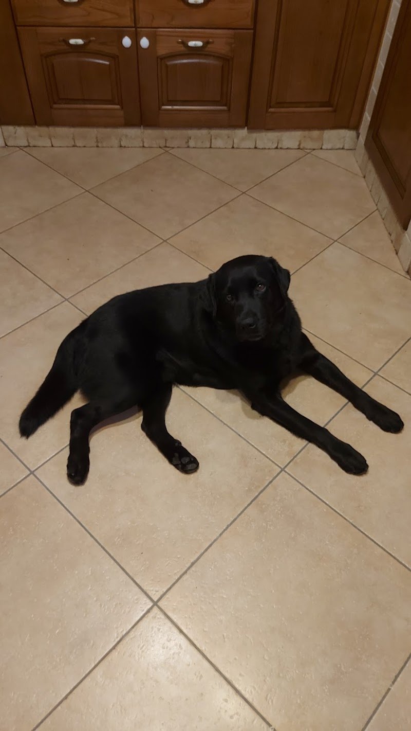 Qua La Zampa - Foto 6