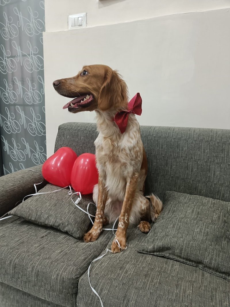 Qua La Zampa Bio Toelettatura - Foto 3