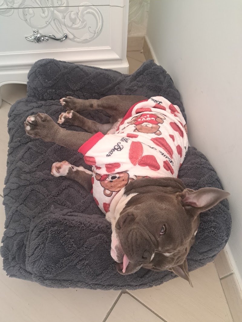 Qua La Zampa Bio Toelettatura - Foto 4