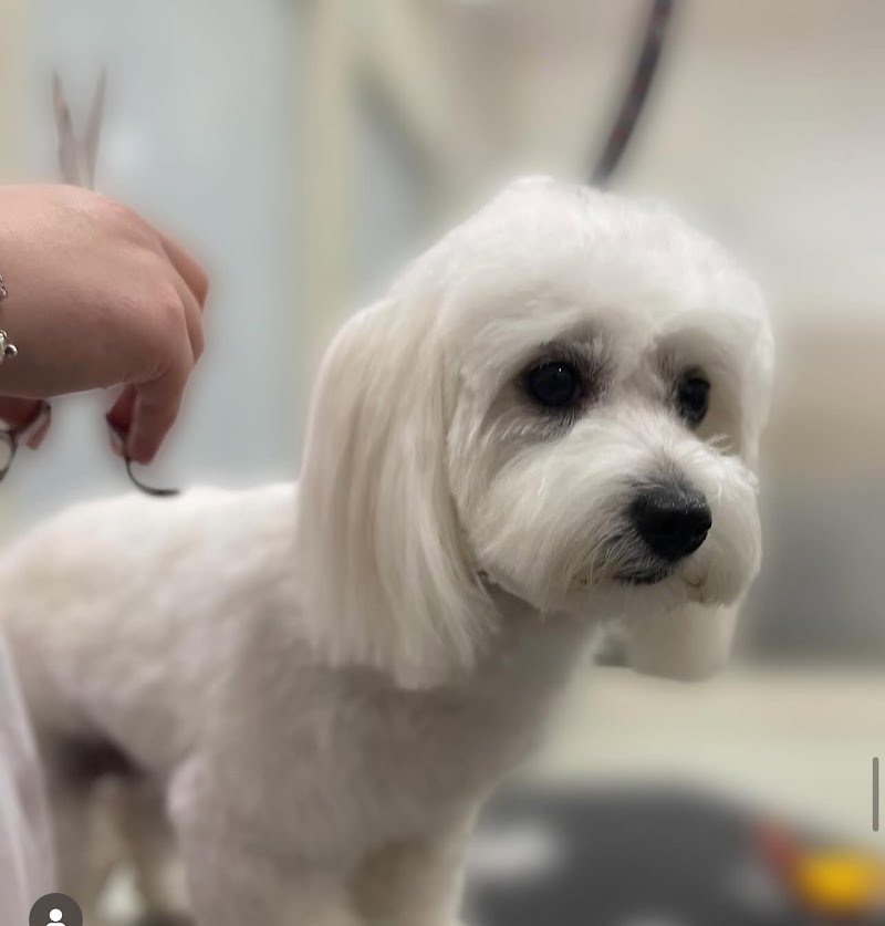 Qua La Zampa Bio Toelettatura - Foto 6