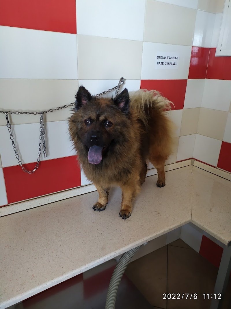 Qua la zampa - Bisceglie - Foto 3