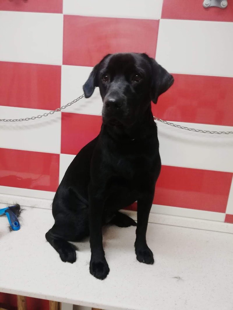 Qua la zampa - Bisceglie - Foto 1