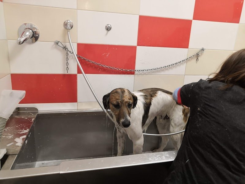 Qua la zampa - Bisceglie - Foto 4