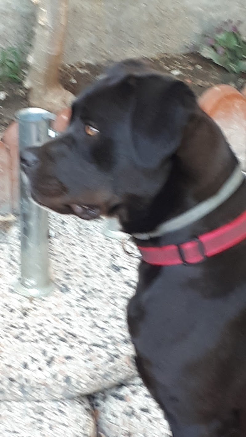 Qua la zampa - Bisceglie - Foto 6