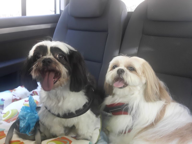 Qua La Zampa - Foto 2