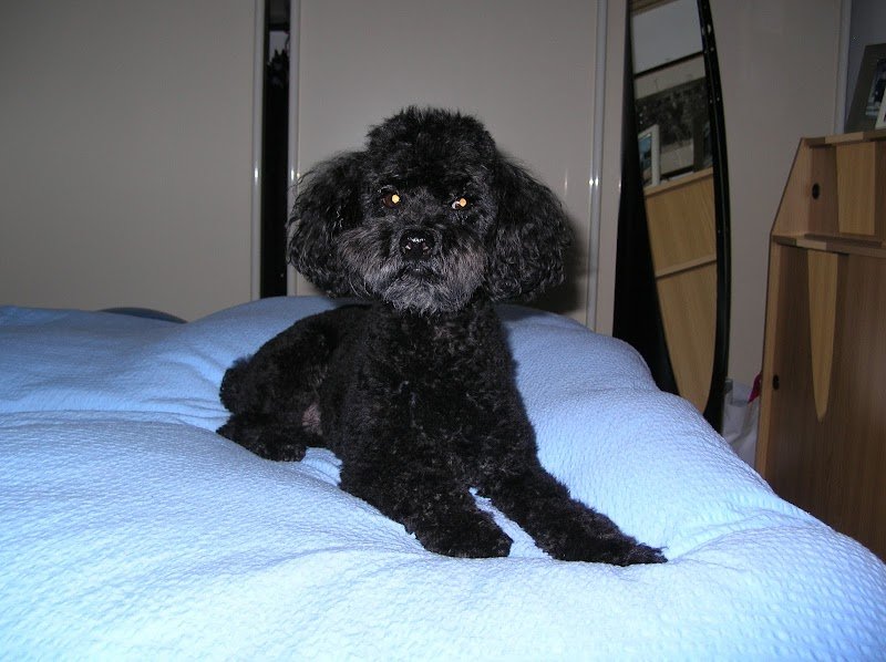 Qua La Zampa - Foto 3