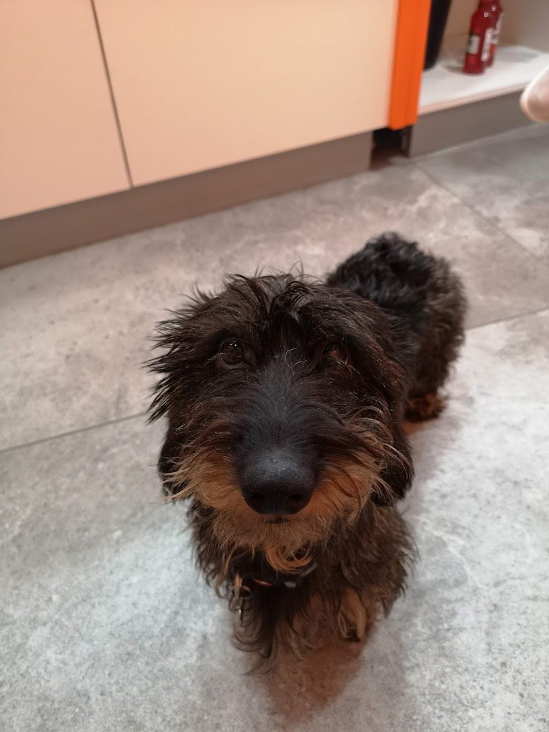 Qua La Zampa - Foto 4