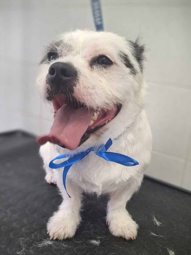 Qua la zampa - Foto 2