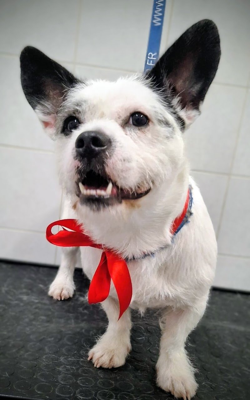 Qua la zampa - Foto 5