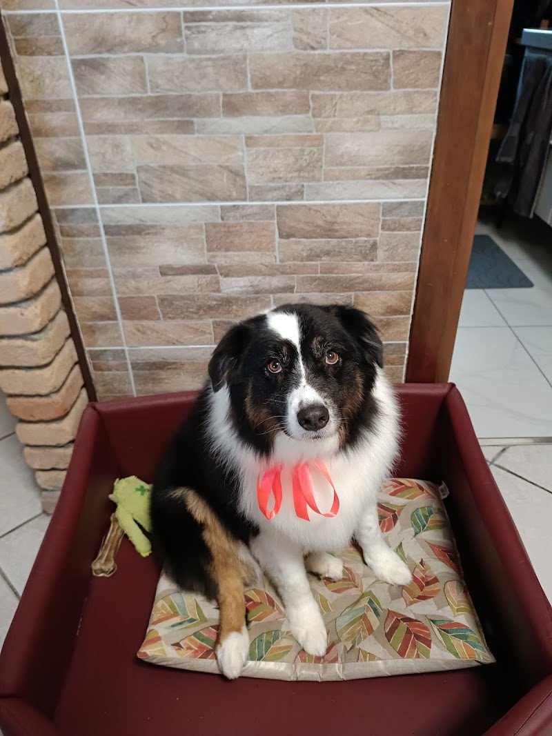 Qua la zampa - Foto 6