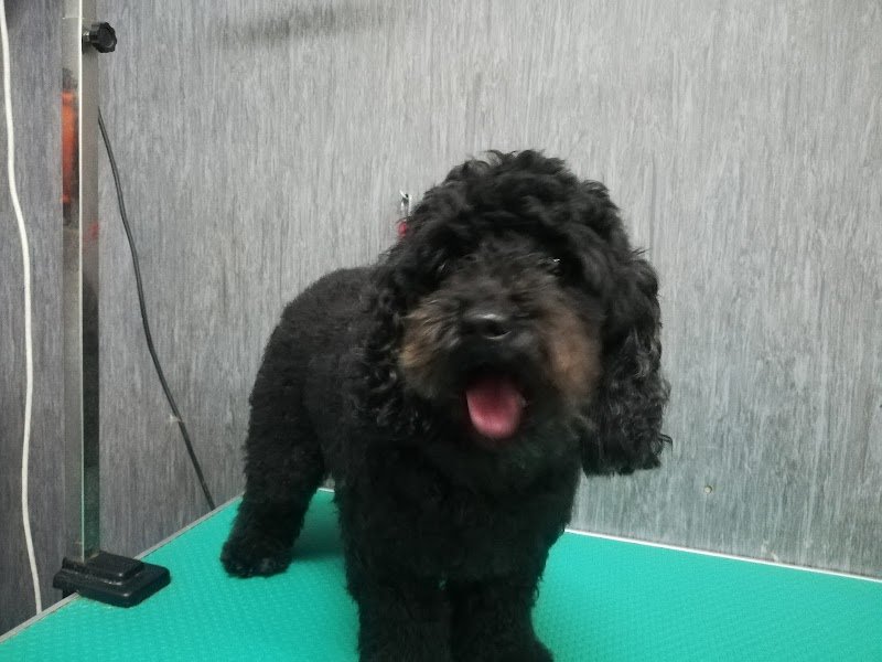 QUA LA ZAMPA - Foto 3