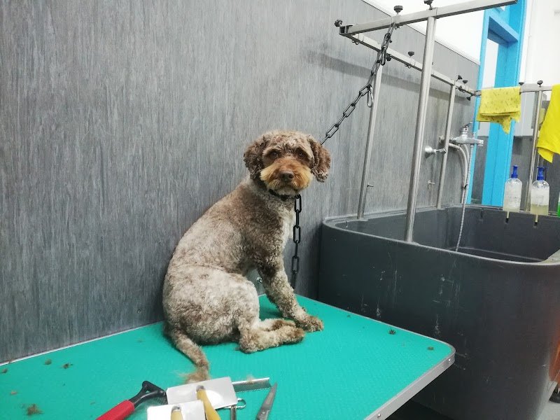 QUA LA ZAMPA - Foto 6