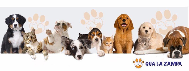 Qua la Zampa Città della Pieve - Foto 1