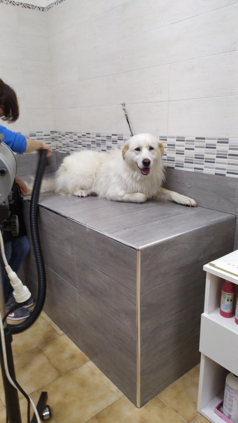 Qua la Zampa Città della Pieve - Foto 2