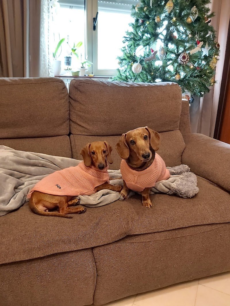 Qua La Zampa Di Davide Contin - Foto 1