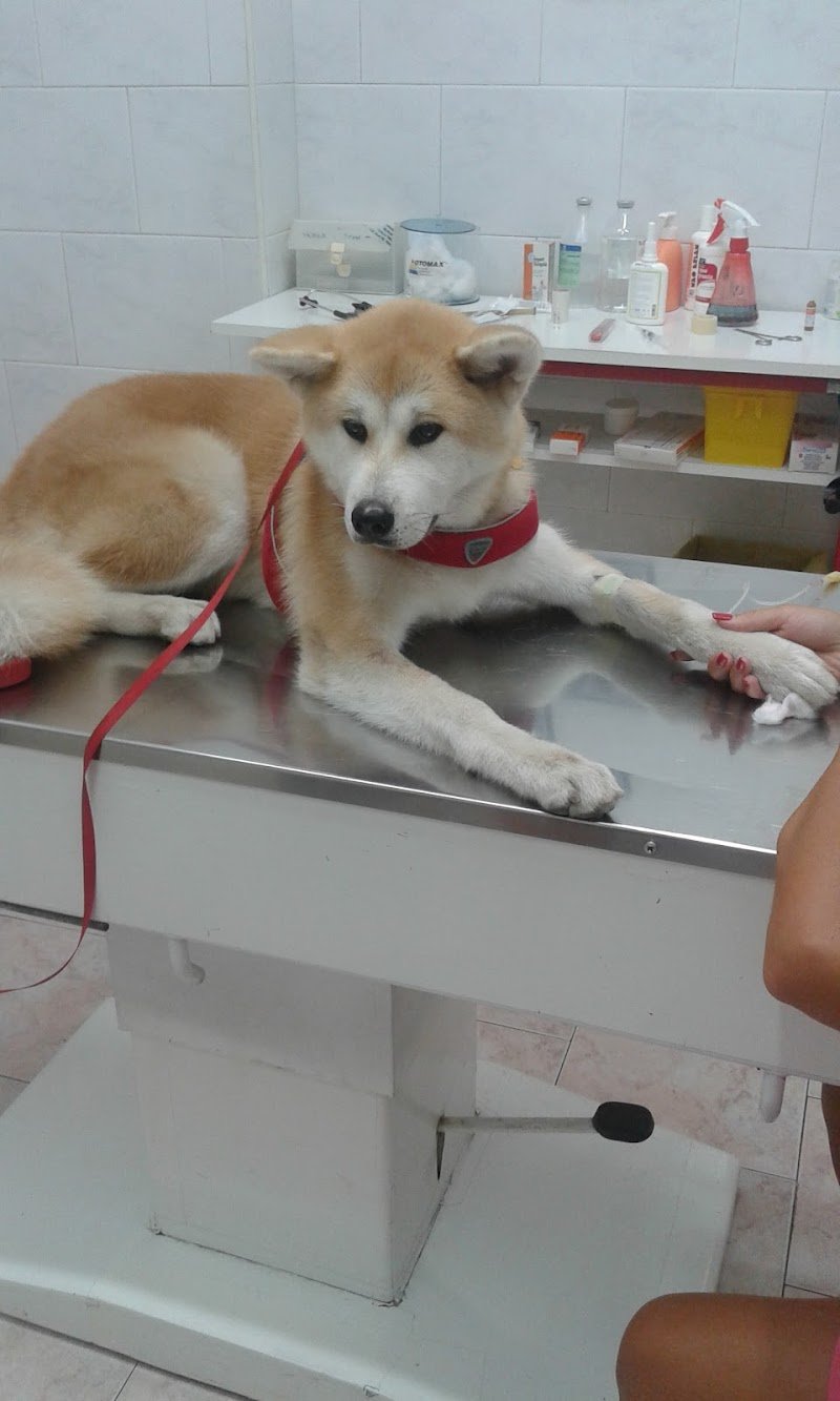 Qua La Zampa Di Davide Contin - Foto 3