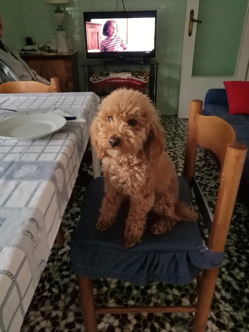 Qua La Zampa Di Davide Contin - Foto 5