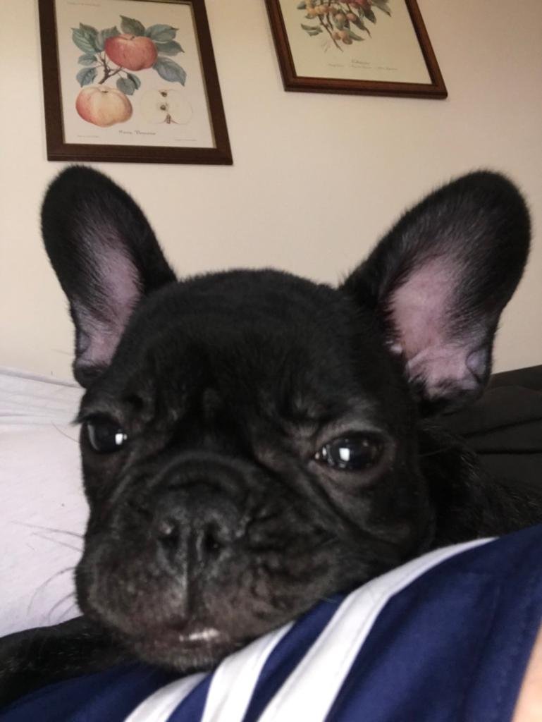 Qua La Zampa Di Davide Contin - Foto 6